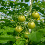 Gros plan sur grappe de tomates verte