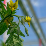 Gros plant sur des fleurs de tomate